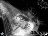Chat dans le noir