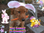 My Bunny