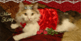 Princess Kitty