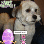 happy easter bestbuddie