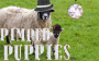 pimped puppies