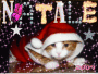GATTO BABBONATALEXD