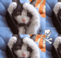 gatto 