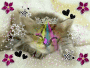 gatto divino