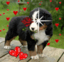 chiot
