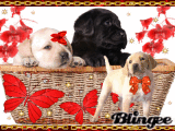 süsse kleine hunde