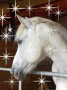 cheval1997d