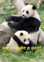 Pandas