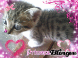 chaton en gros plan ^-^