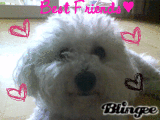 mein hund