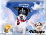Yes Debi I think all Dogs go to Heaven