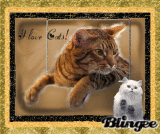 I love Cats
