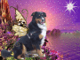 sandy