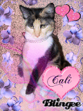 Cali Cali