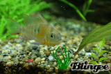 Unser Bolivianischer Schmetterlingsbuntbarsch