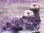 got milk