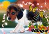Cute Doggy