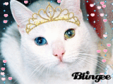♥ prIncezZcaT ♥