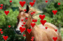 horse riding