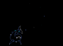 Dolphin Dolphin