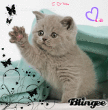 *caT is so cuTe* *caT is so cuTe*