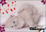 Kitty