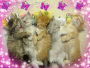 KITTENS