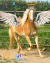 Angel Horse