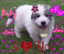 BEAUTIFUL DOG