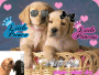 couple de chien