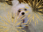 cherish pup