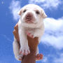 sun ray puppy