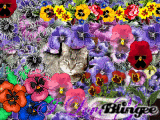 my cat