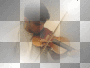 musique