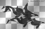 orcas