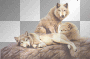 gifs