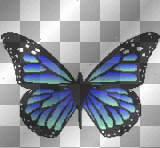 butterfly blue and black