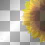 sonnenblume