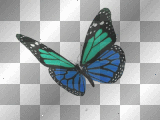 blue/green butterfly