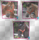 The Saddle Club Horses