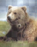 orso marrone e cucciolo!