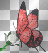 borboleta