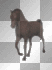 cavalo