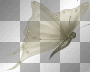 butterfly..