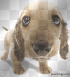 cute dog 