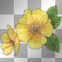 Flowers Flowers