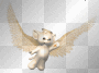 angel kitty