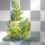 LATO  SUMMER TRANSPARENT 