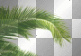 LATO  SUMMER TRANSPARENT BACKGROUND  