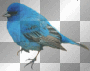 ©Blue Bird-Left®